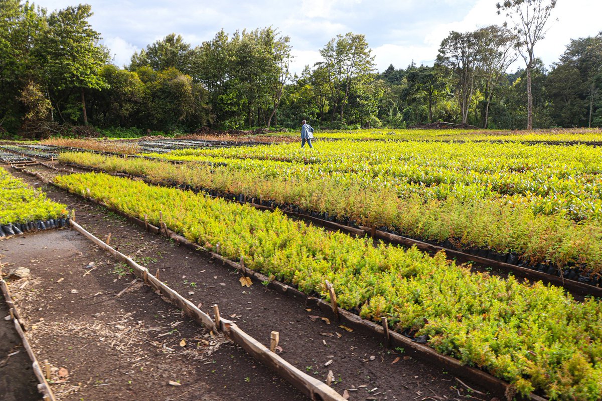 Environment_Ke's tweet photo. This evening, the Cabinet Secretary for @Environment_Ke, Dr. @DeboraBarasa, E.G.H., conducted a routine oversight assessment at the Kinale Forest Tree Nursery in Kiambu County.
#15BillionTrees #TreeGrowing https://t.co/QdeXm6KlsD