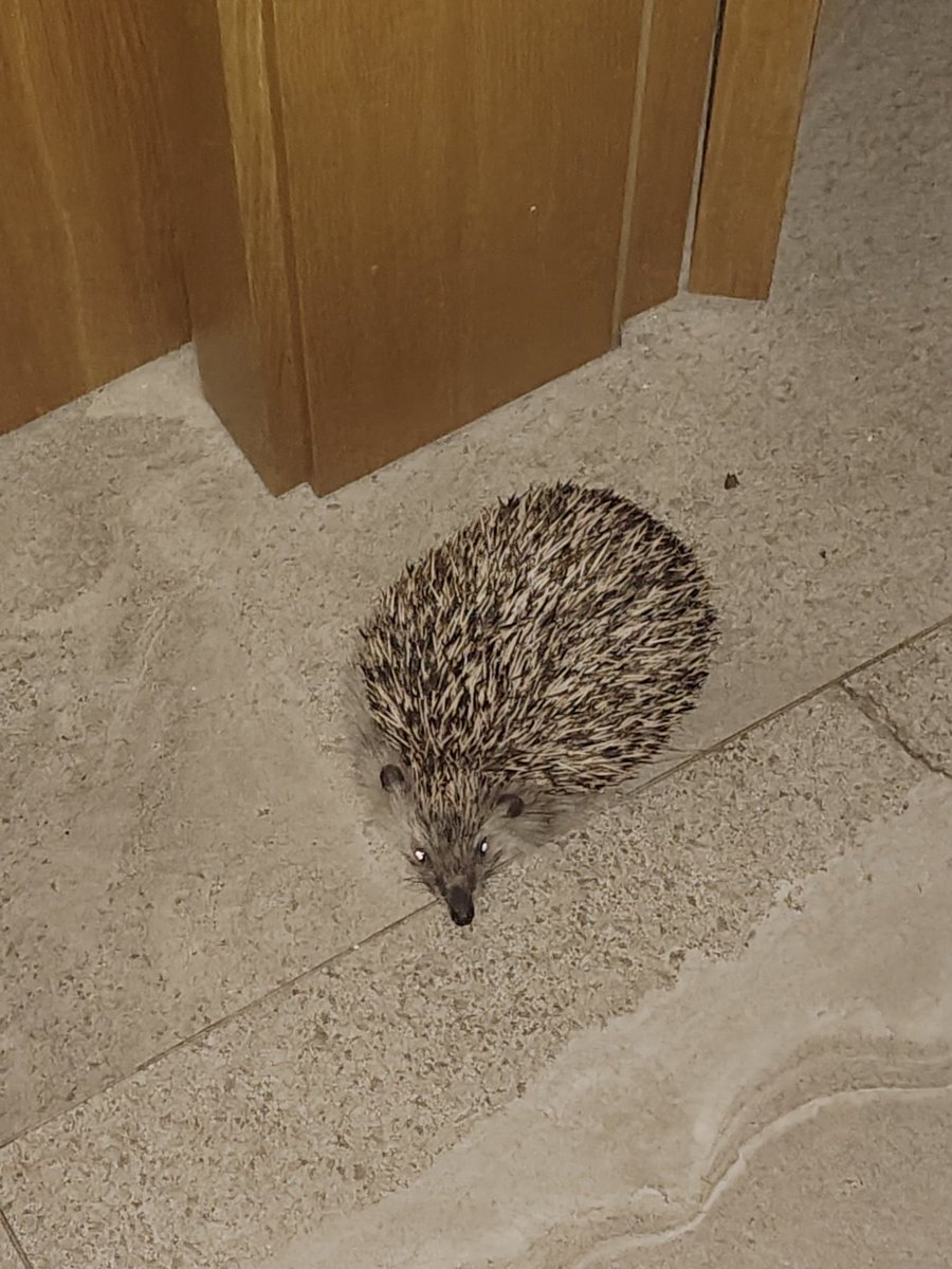 pvblic enemy tweet media