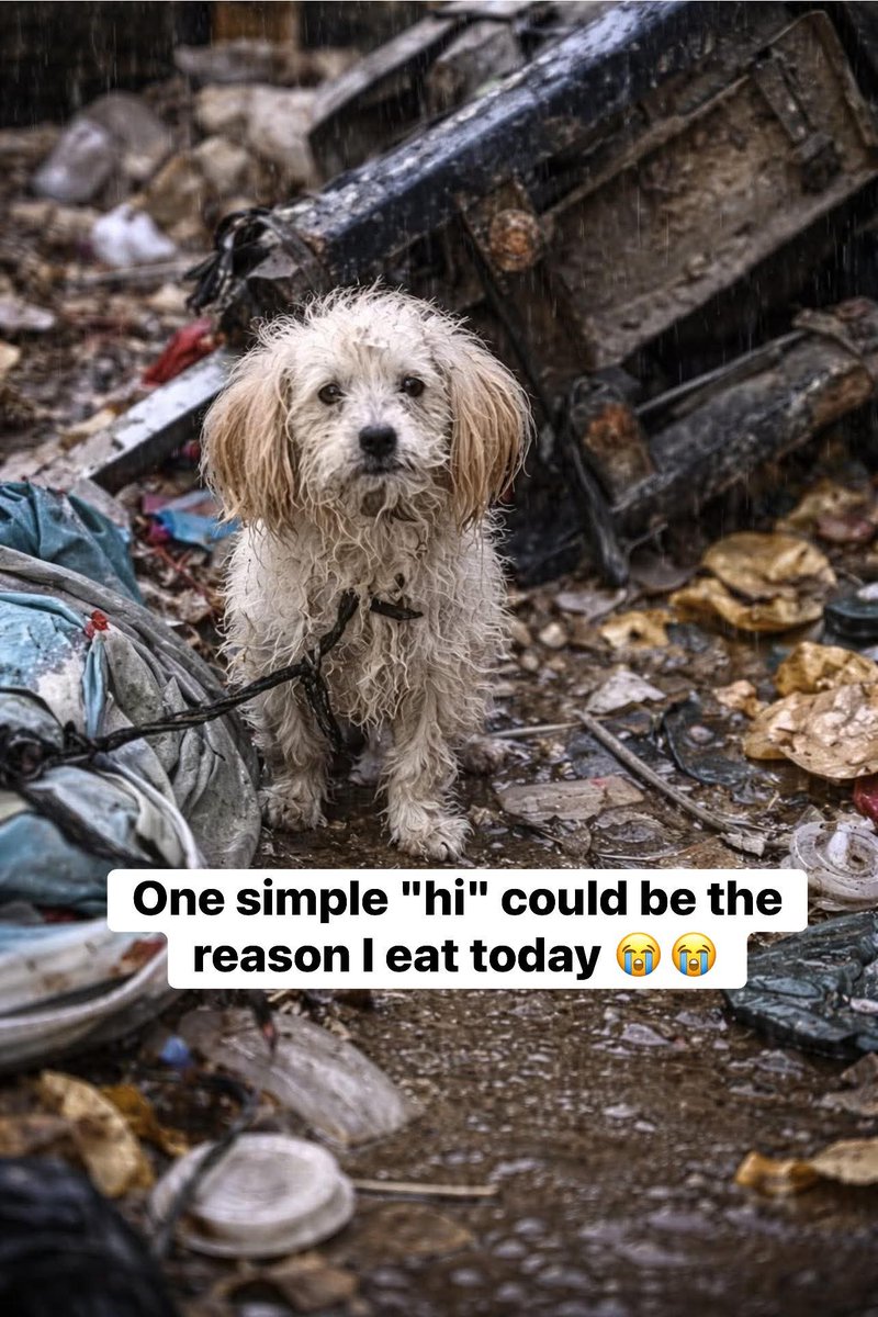 Help Street Dogs tweet media