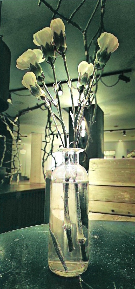 © Antoni Negre Colmillo tweet media