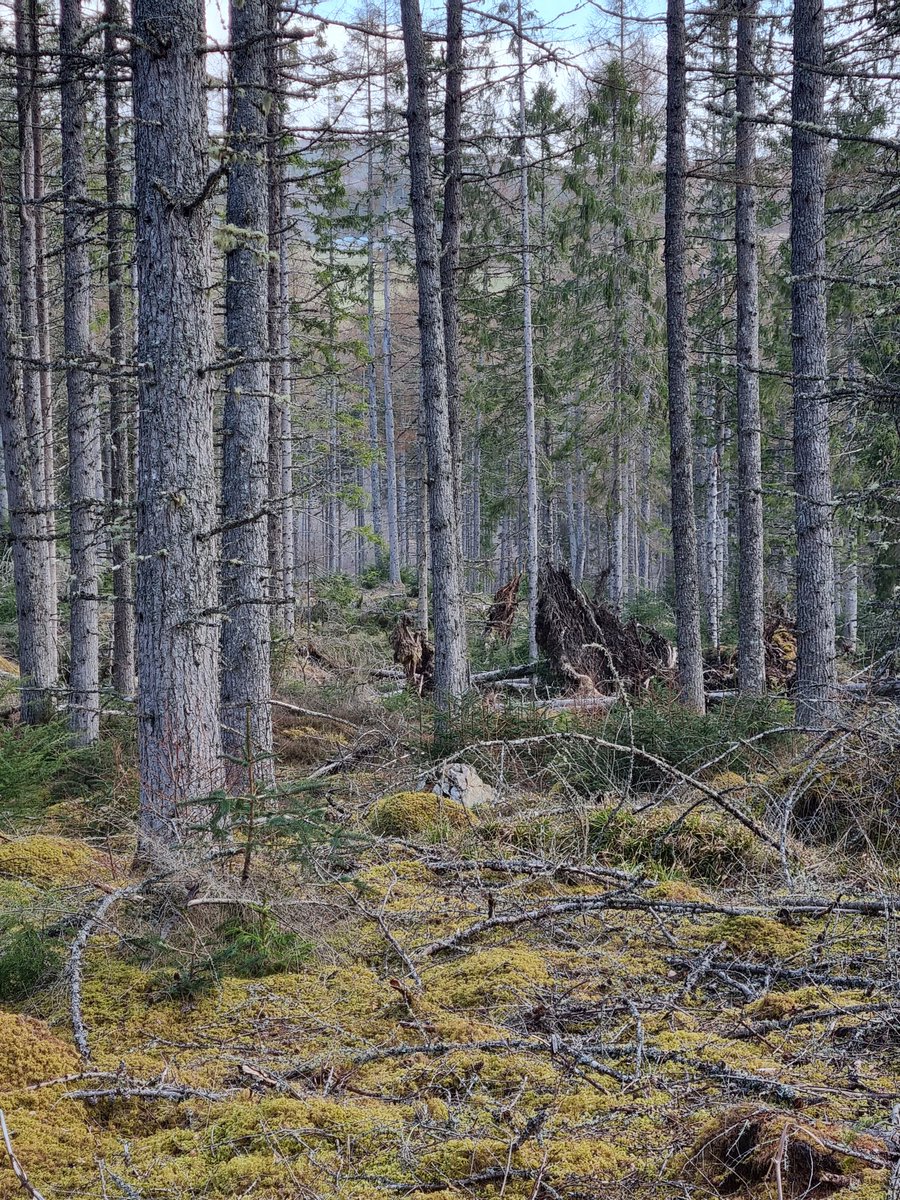 Restoring Hardknott Forest tweet media