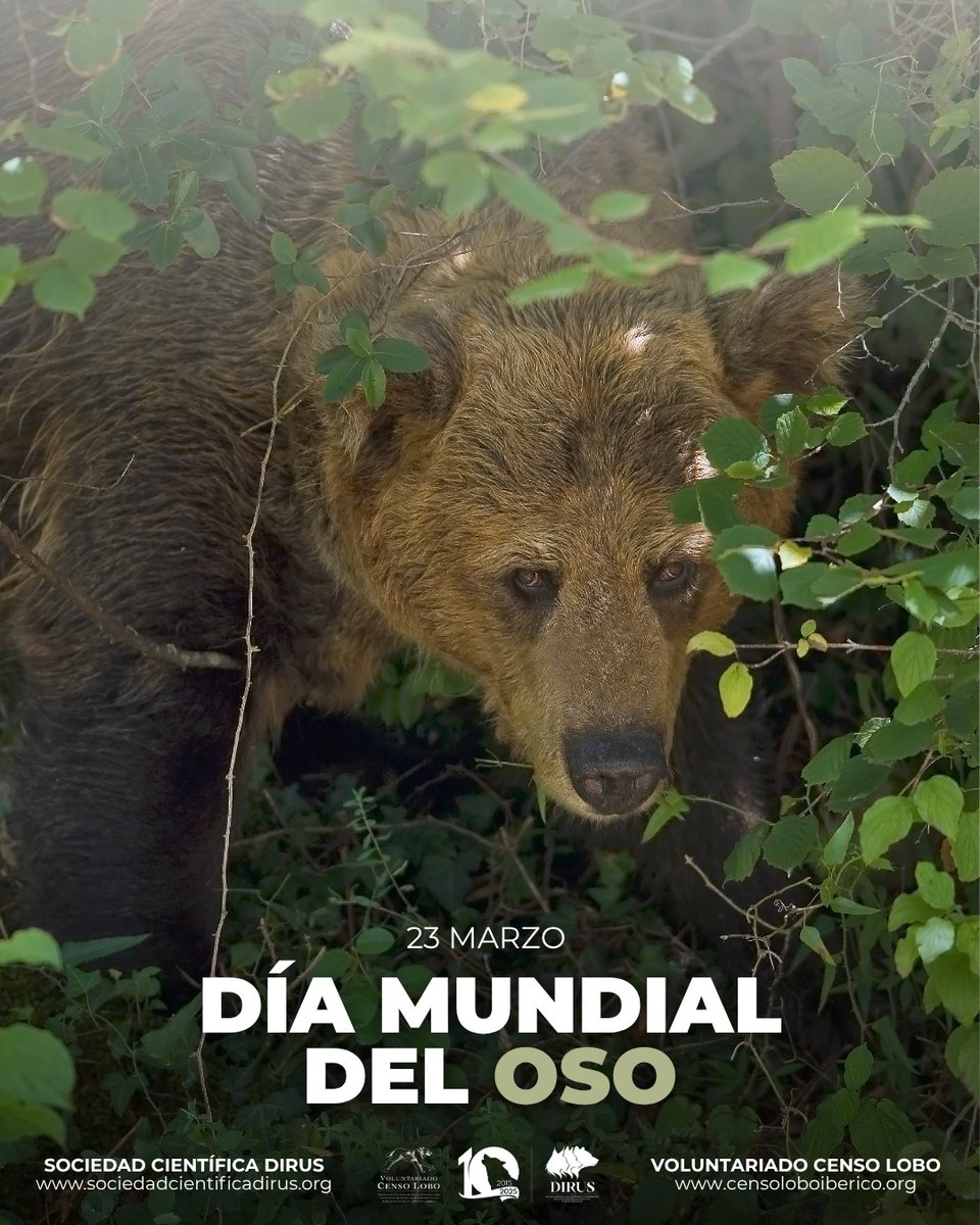 DIRUS Sociedad Científica tweet media