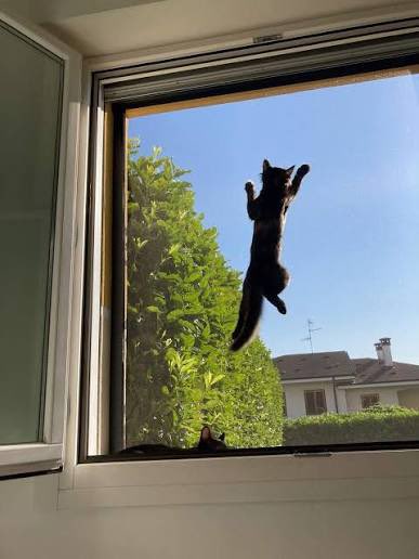 Ghetto Power (Buongiornissimo Шљивовица 🇷🇸) tweet media