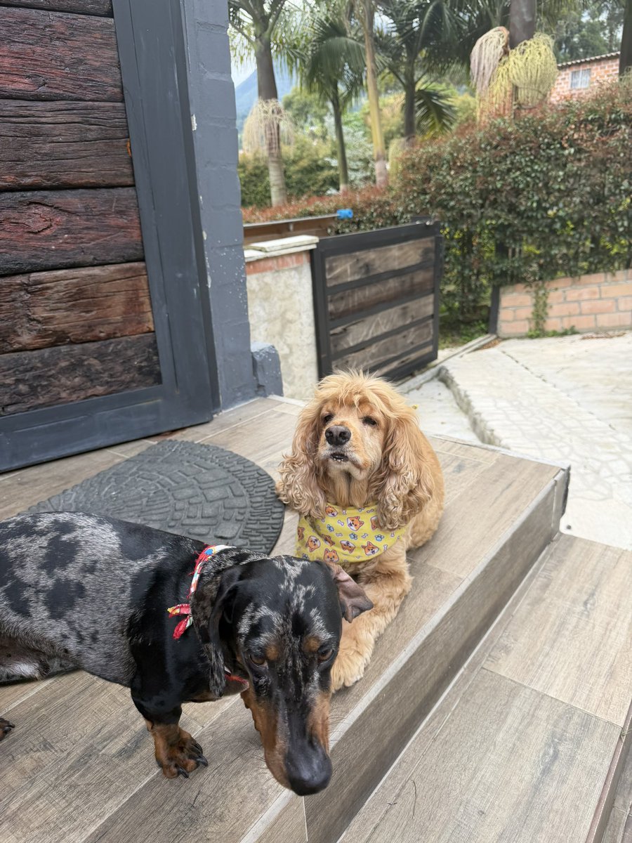 Don Pelayo tweet media