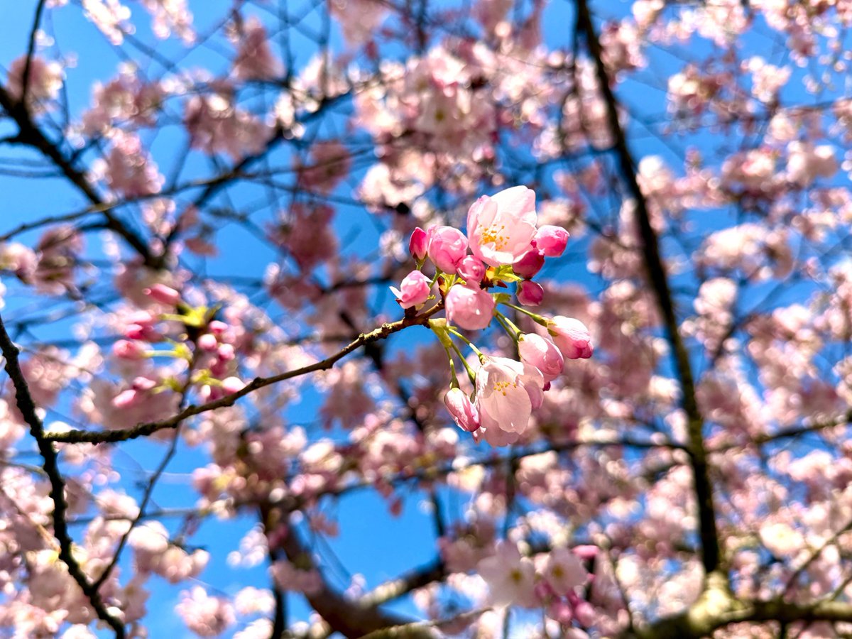 Jeannine Hall Gailey tweet media