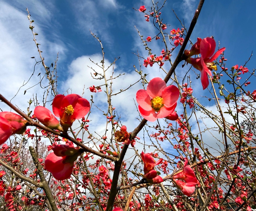 Jeannine Hall Gailey tweet media