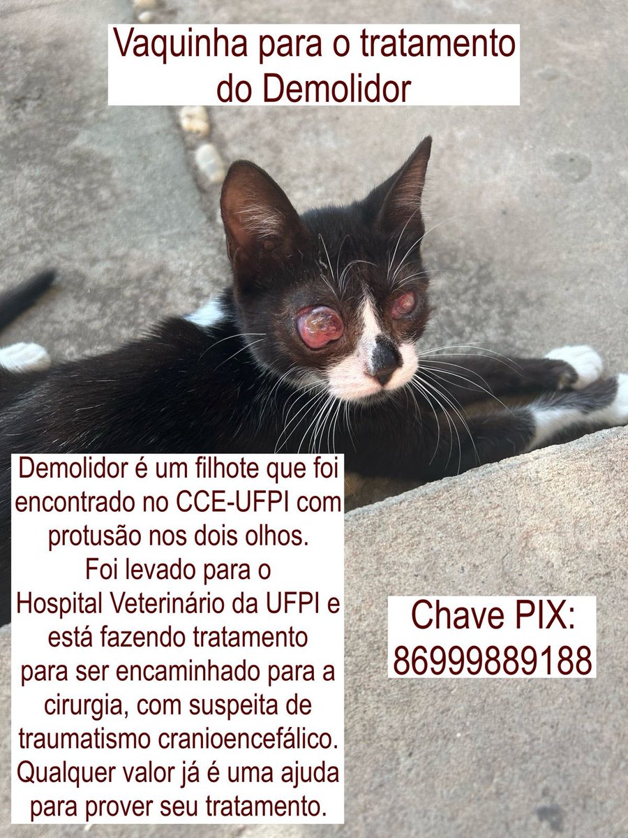 acervo dickory ⋆ ˙⋆✮ tweet media