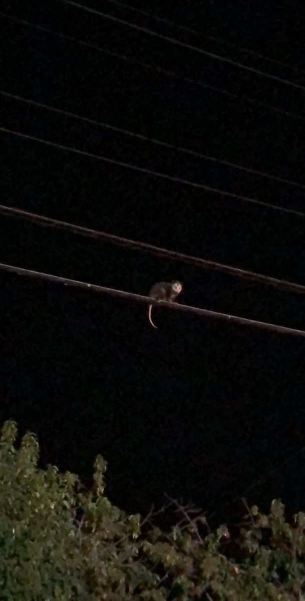 Possumeveryhour.io tweet media