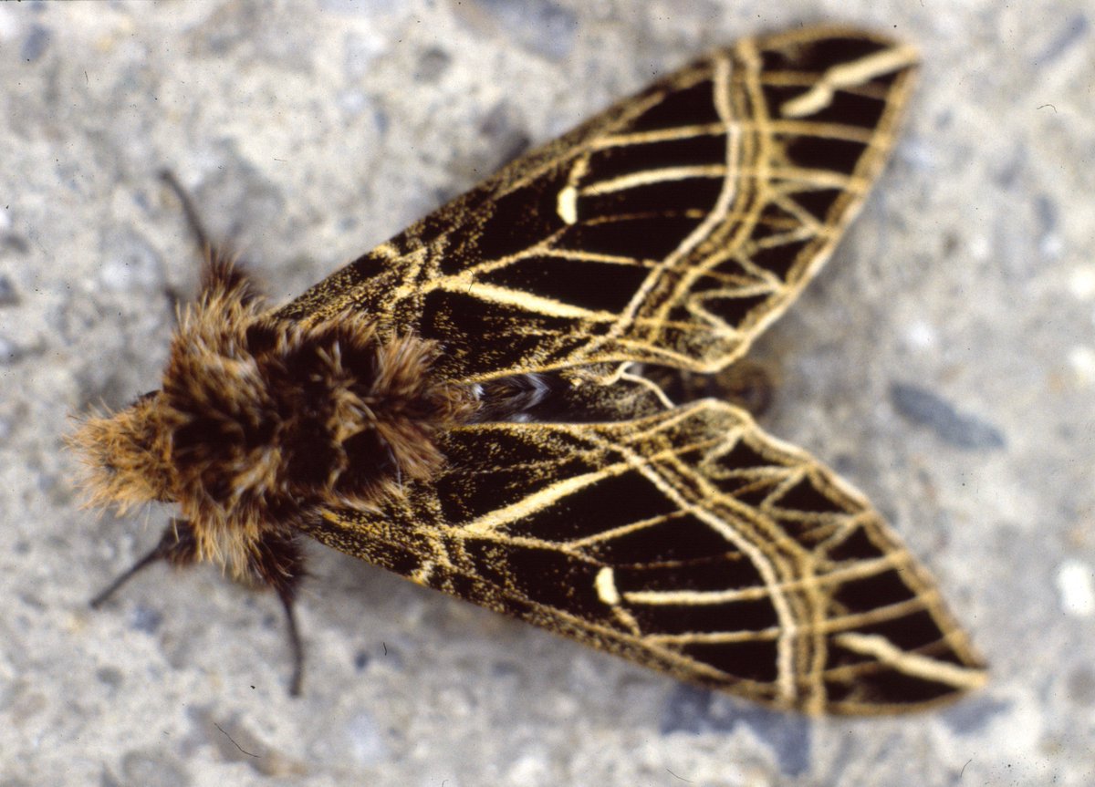 Alan Ball tweet media