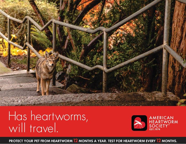 Heartworm Society tweet media