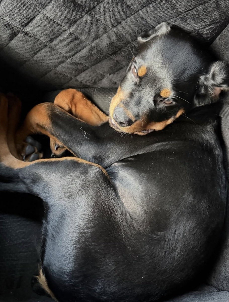 laura🇨🇭🇮🇹|| tweet media