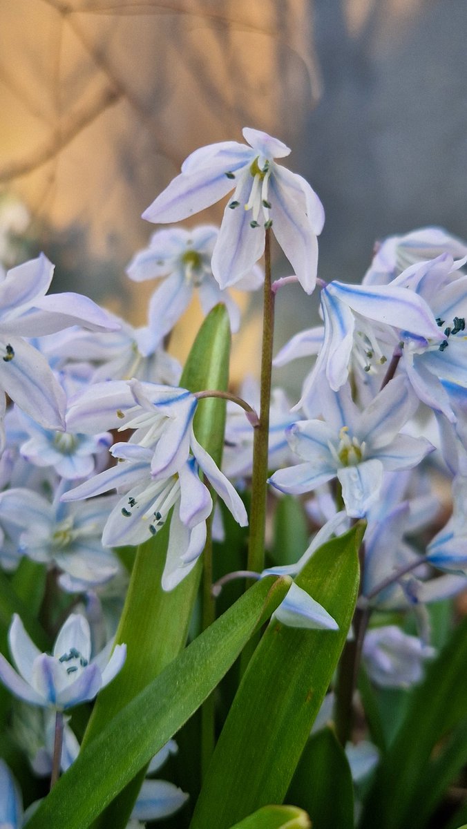 Plantaholic 🌸 tweet media