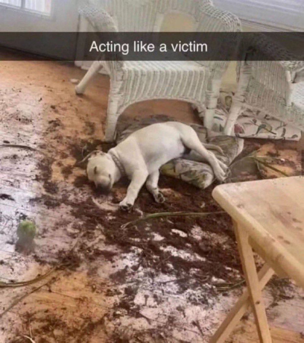 holly'zorah vas qwib-qwib tweet media