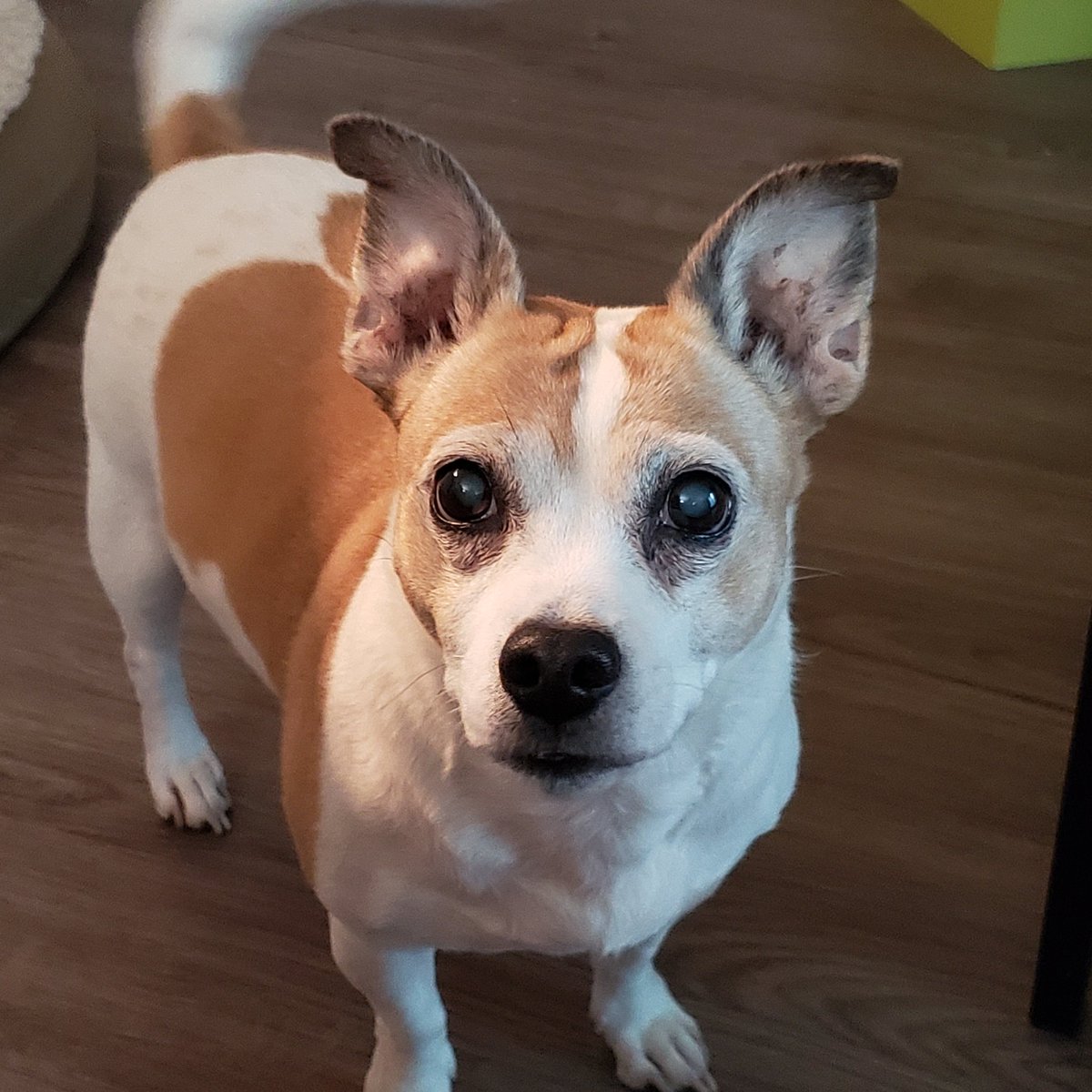 Imilia Audley 👽 tweet media