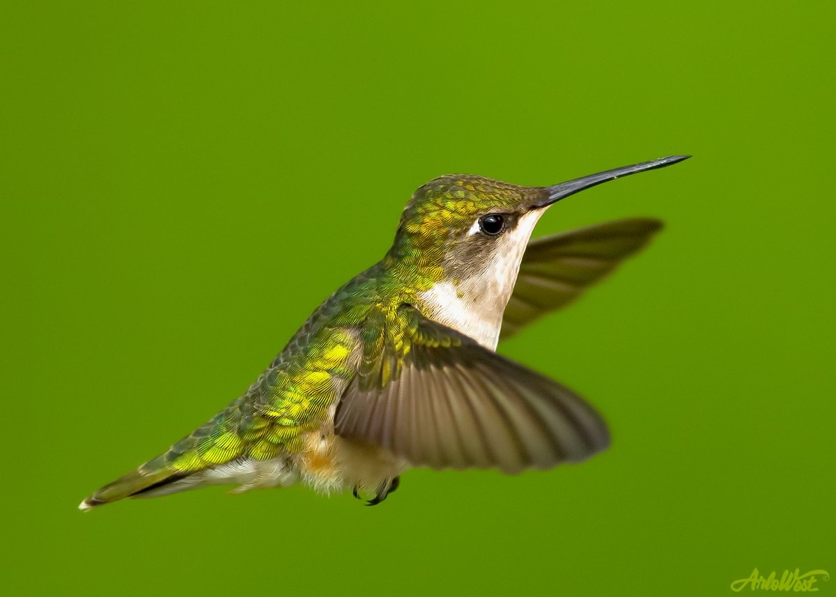 ArloWest's tweet image. Photographers, show us some of your minimalism shots (can be anything)
#PhotographyIsArt #Minimalism