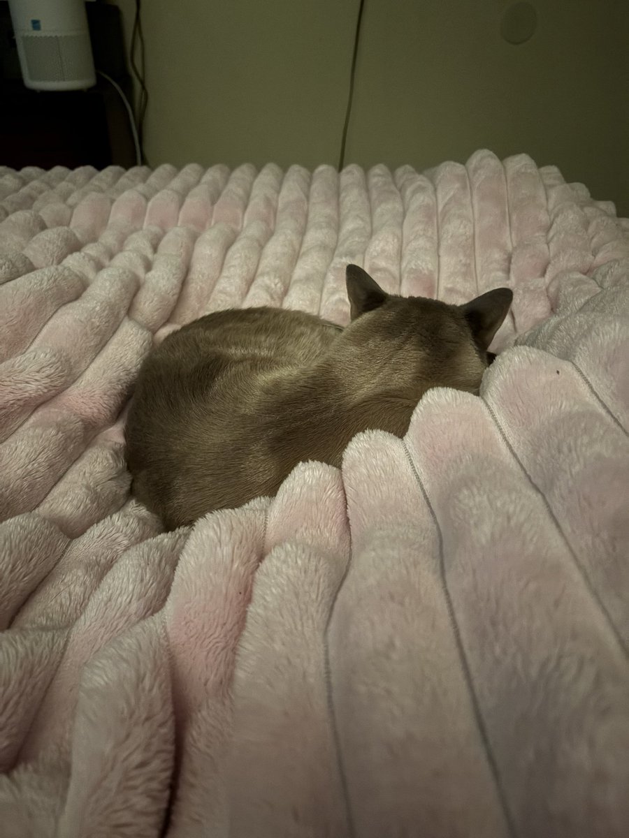 Brooklyn tweet media