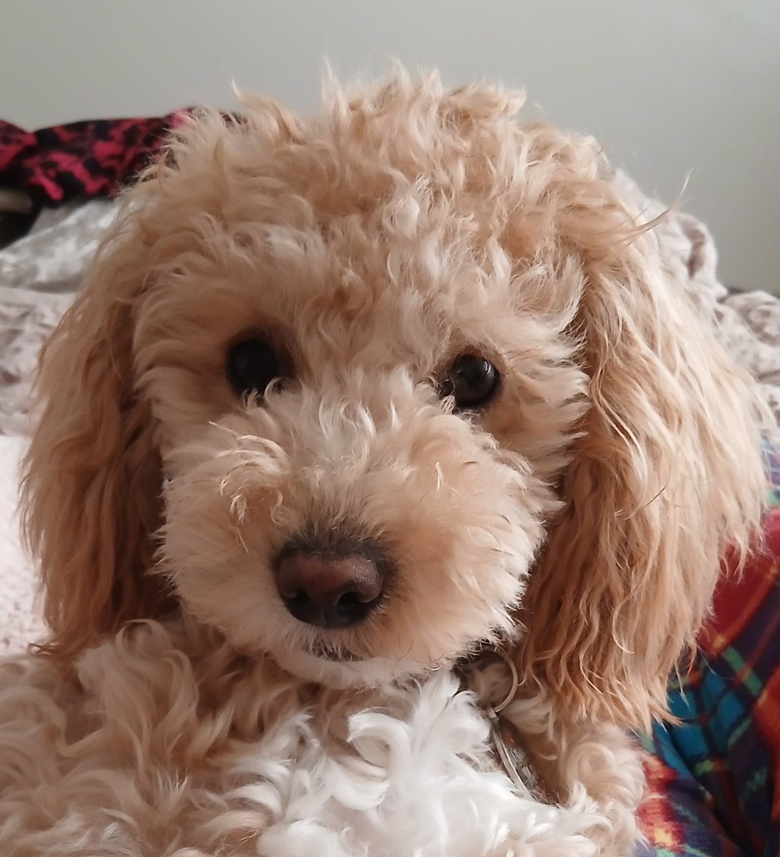 🌷🪻 Jenny 🐕‍🦺💕 tweet media