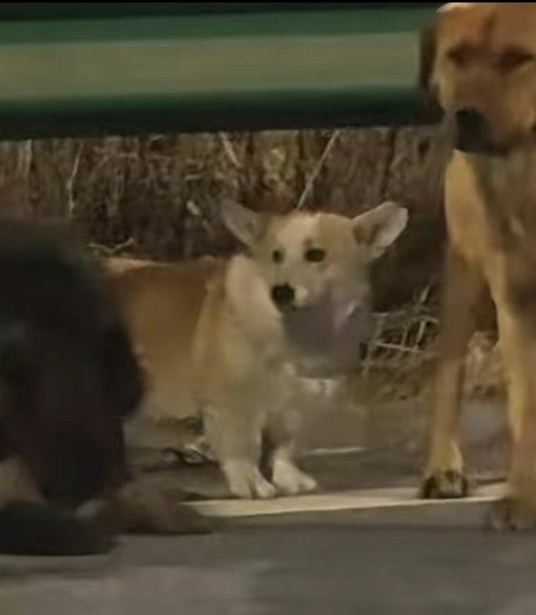SPEED81088's tweet photo. Seven dogs stolen from their owners have gone viral after escaping their captors and making their way home

The group is believed to have travelled around 17 km together led by a corgi across highways and fields https://t.co/oXnT5CSdbA