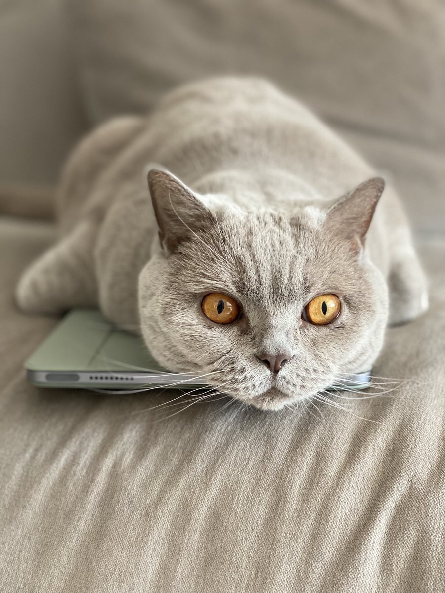 GandalfGreyCat's tweet image. Is it Monday again? asks Alice #mondaymood #CatsOfTwitter