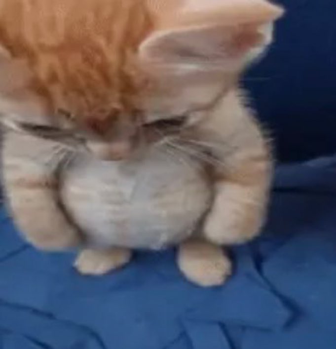 almofadinhaa tweet media