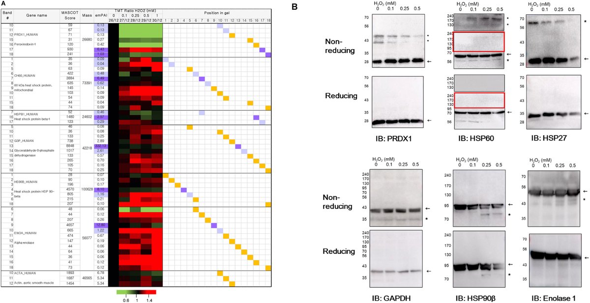 Molecular & Cellular Proteomics tweet media