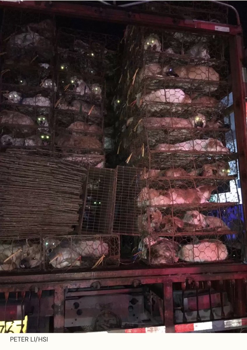 Aleksandra Ⓥ 🌱💚 #EndSpeciesism tweet media