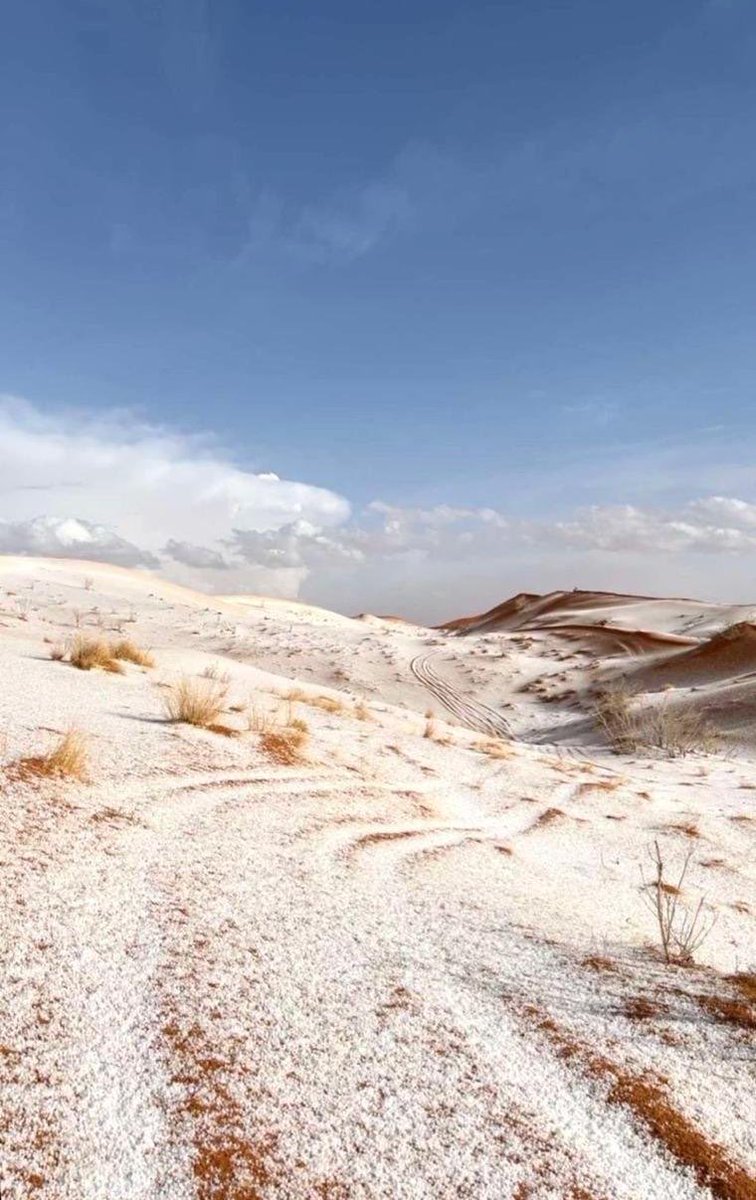 أخبار السعودية tweet media