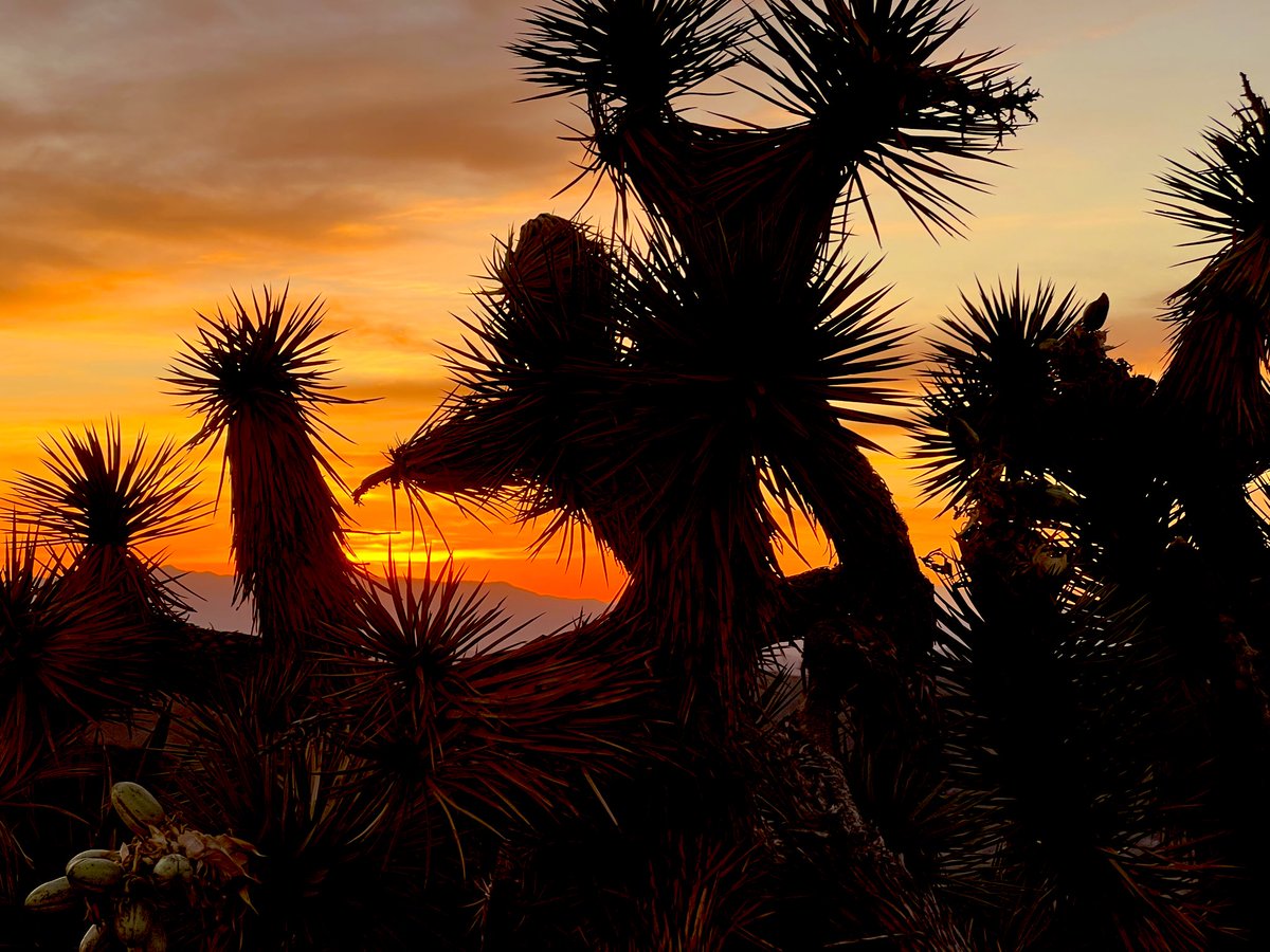 Flawwed1 tweet media