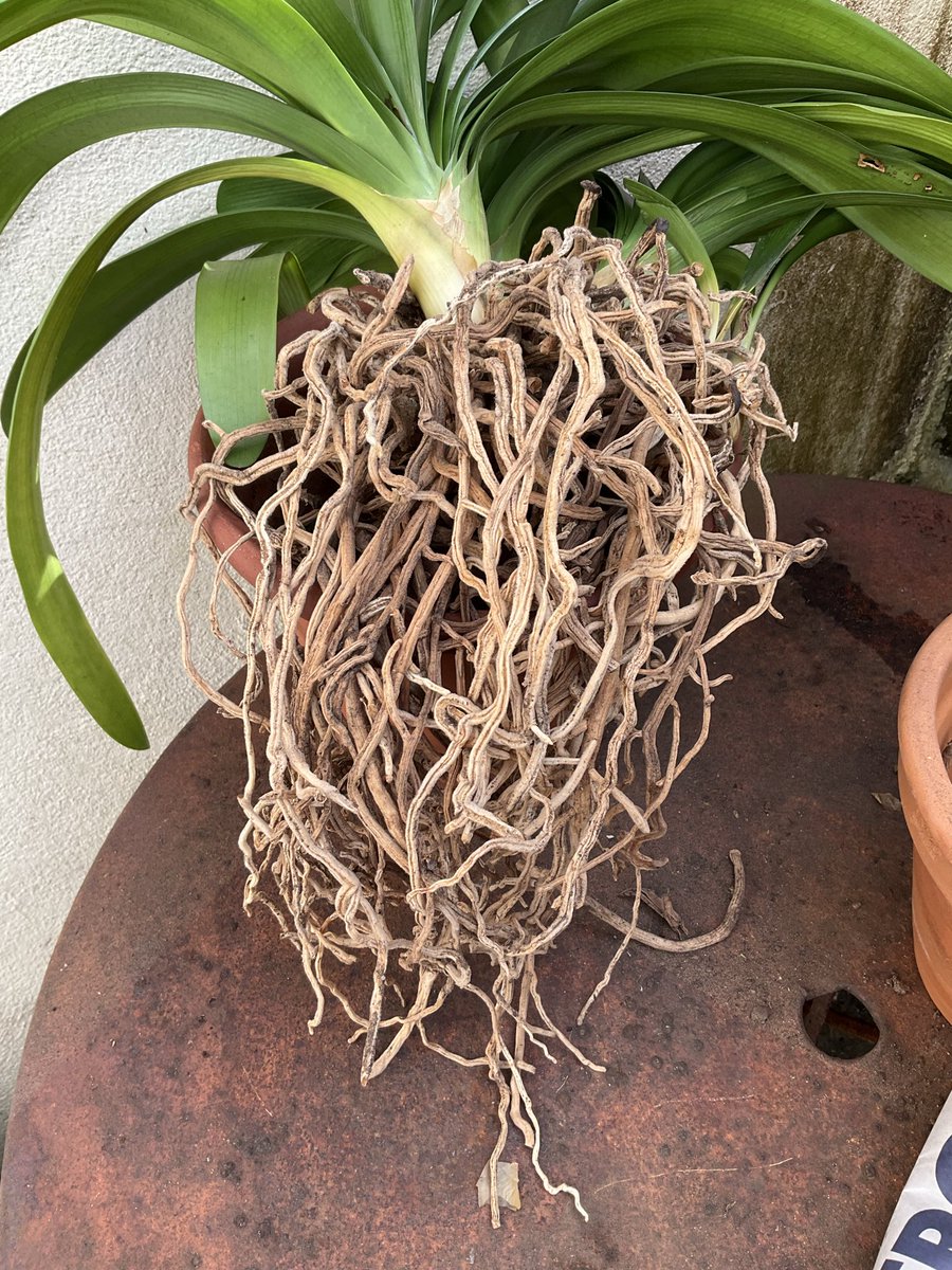 Simoncitizen's tweet photo. Today 23/03/2026 I split the #CliviaMiniata. Last time I potted on the #OffSpring was 28/12/2022. Where there was three and two #Pups there is now five potted on making six with the original #ParentPlant. https://t.co/16YiwO4ldZ