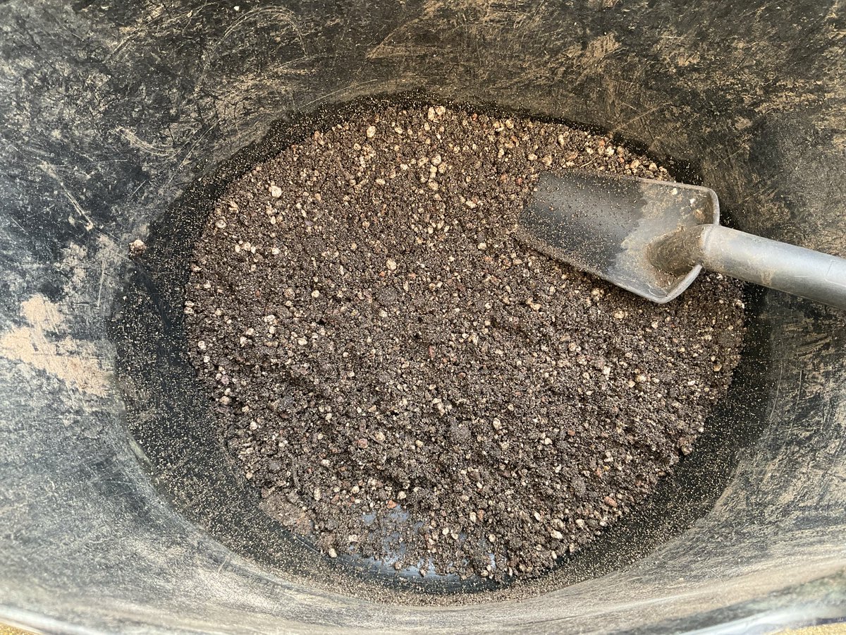 Simoncitizen's tweet photo. Today 23/03/2026 I split the #CliviaMiniata. Last time I potted on the #OffSpring was 28/12/2022. Where there was three and two #Pups there is now five potted on making six with the original #ParentPlant. https://t.co/16YiwO4ldZ