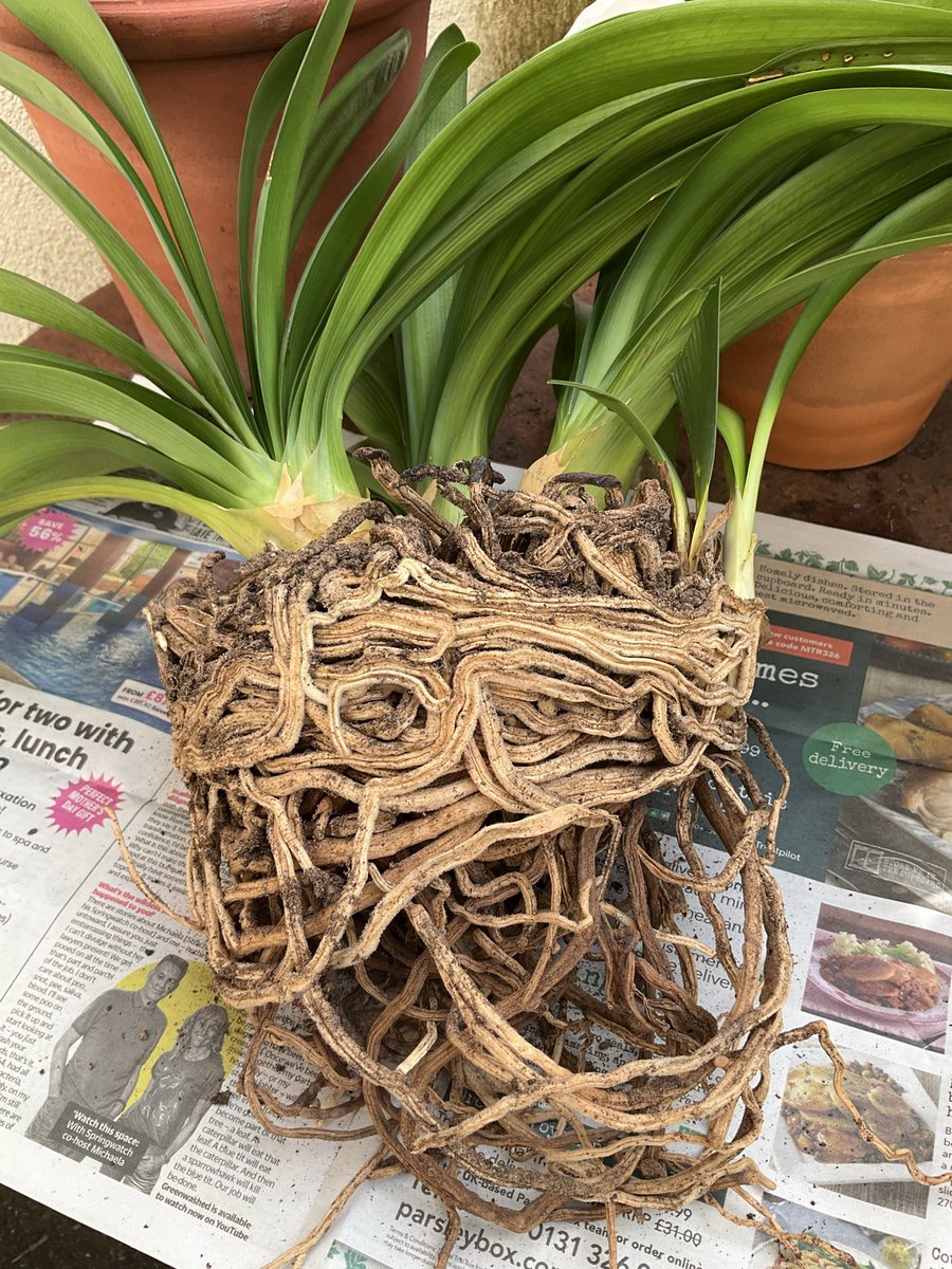 Simoncitizen's tweet photo. Today 23/03/2026 I split the #CliviaMiniata. Last time I potted on the #OffSpring was 28/12/2022. Where there was three and two #Pups there is now five potted on making six with the original #ParentPlant. https://t.co/16YiwO4ldZ