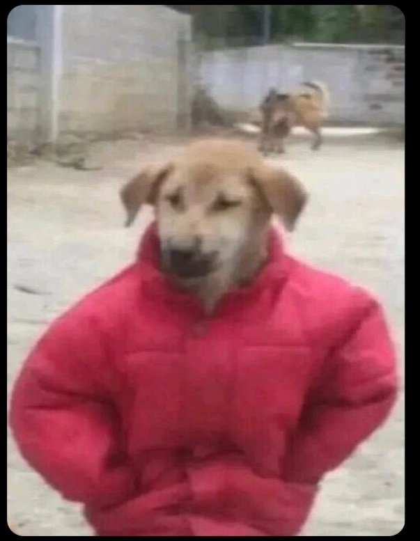 Obaloluwa15🐸 tweet media