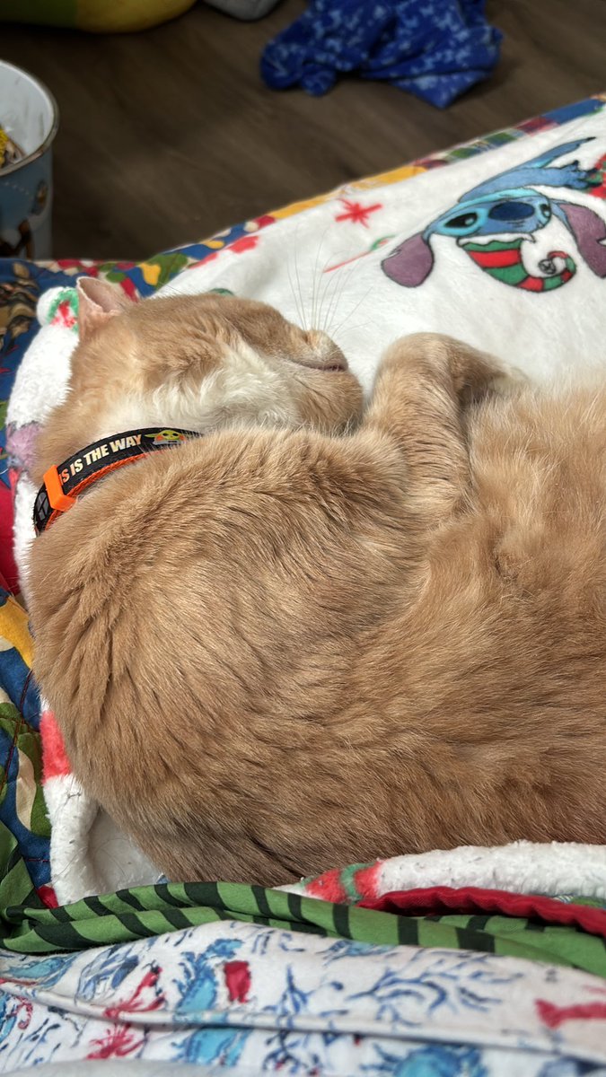 Amanda Ginn 💙🧡💙💚 tweet media