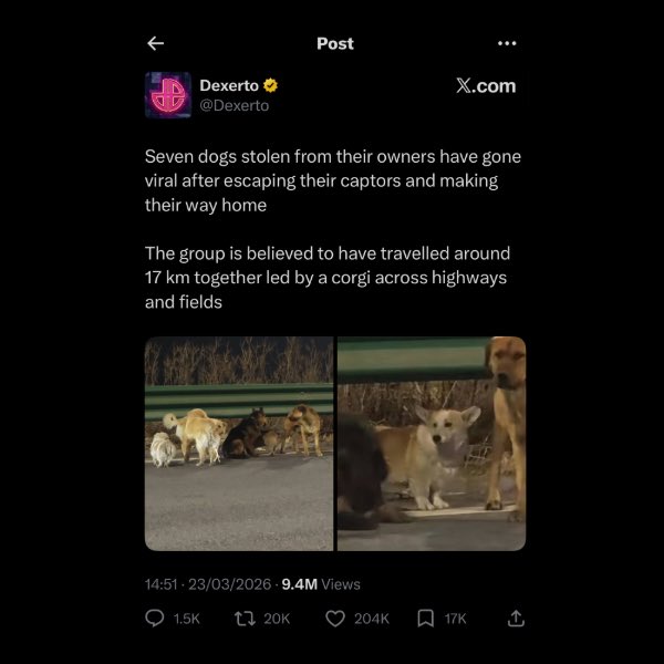 Whale Insider tweet media