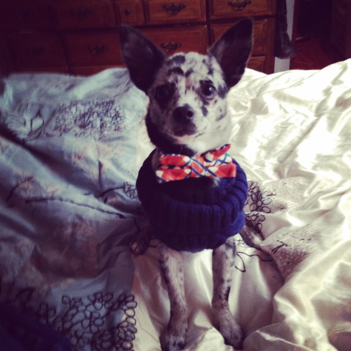 Irishrygirl tweet media