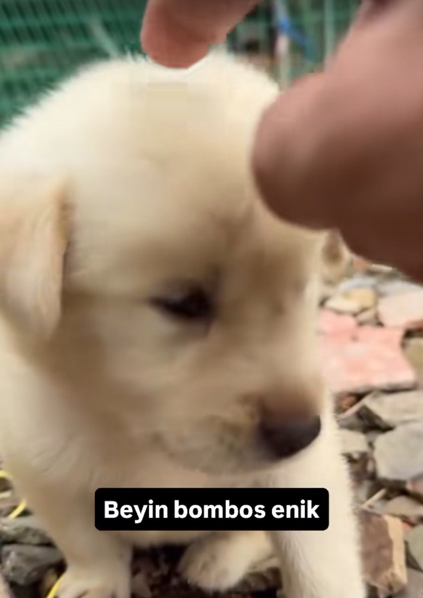 kaldırım taşı tweet media