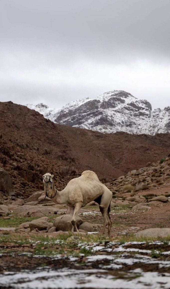 المملكة tweet media