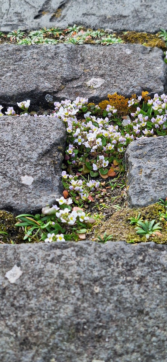 helendrinkstea's tweet image. Evening all. Nature doing her thing for #SmallBeautiesHour #BecauseofClem #ThreadofGold 💚🌱💚