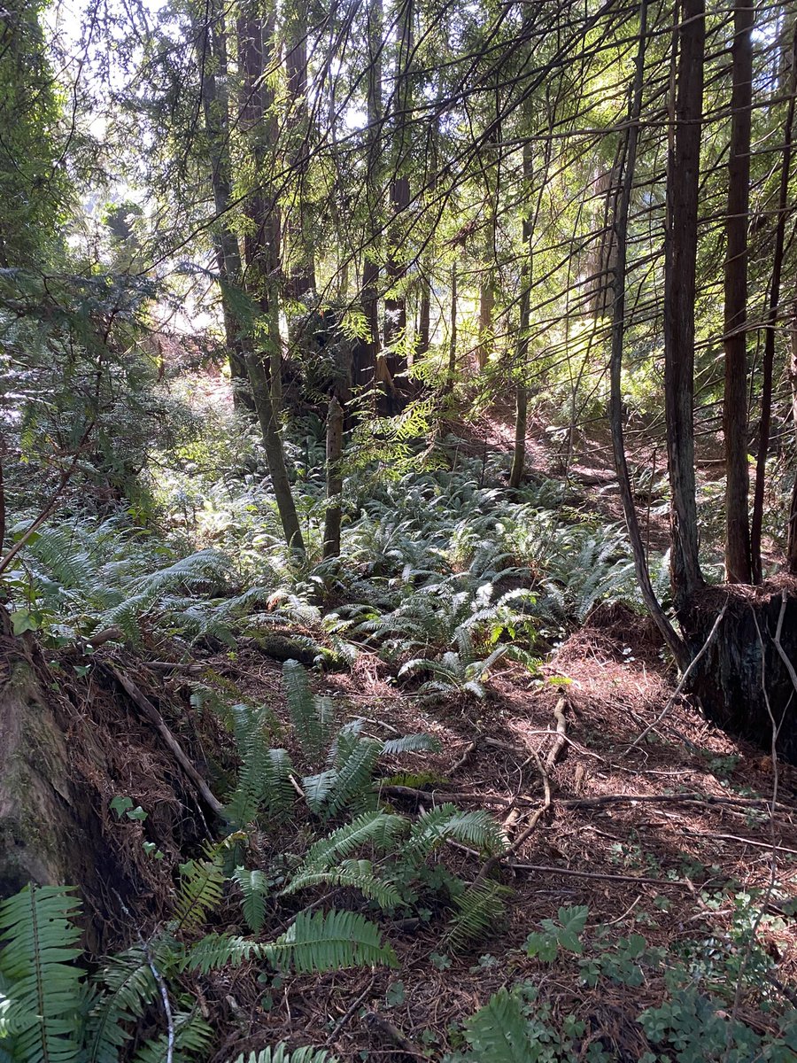 JoyTVNetwork's tweet photo. @Sbrownbooks Our headquarters are in a small town forest on the Pacific. https://t.co/oOEOPyahdb