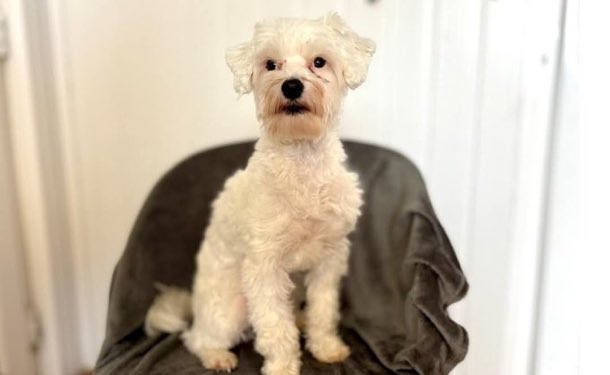 Lisa Clare Read 💙 tweet media