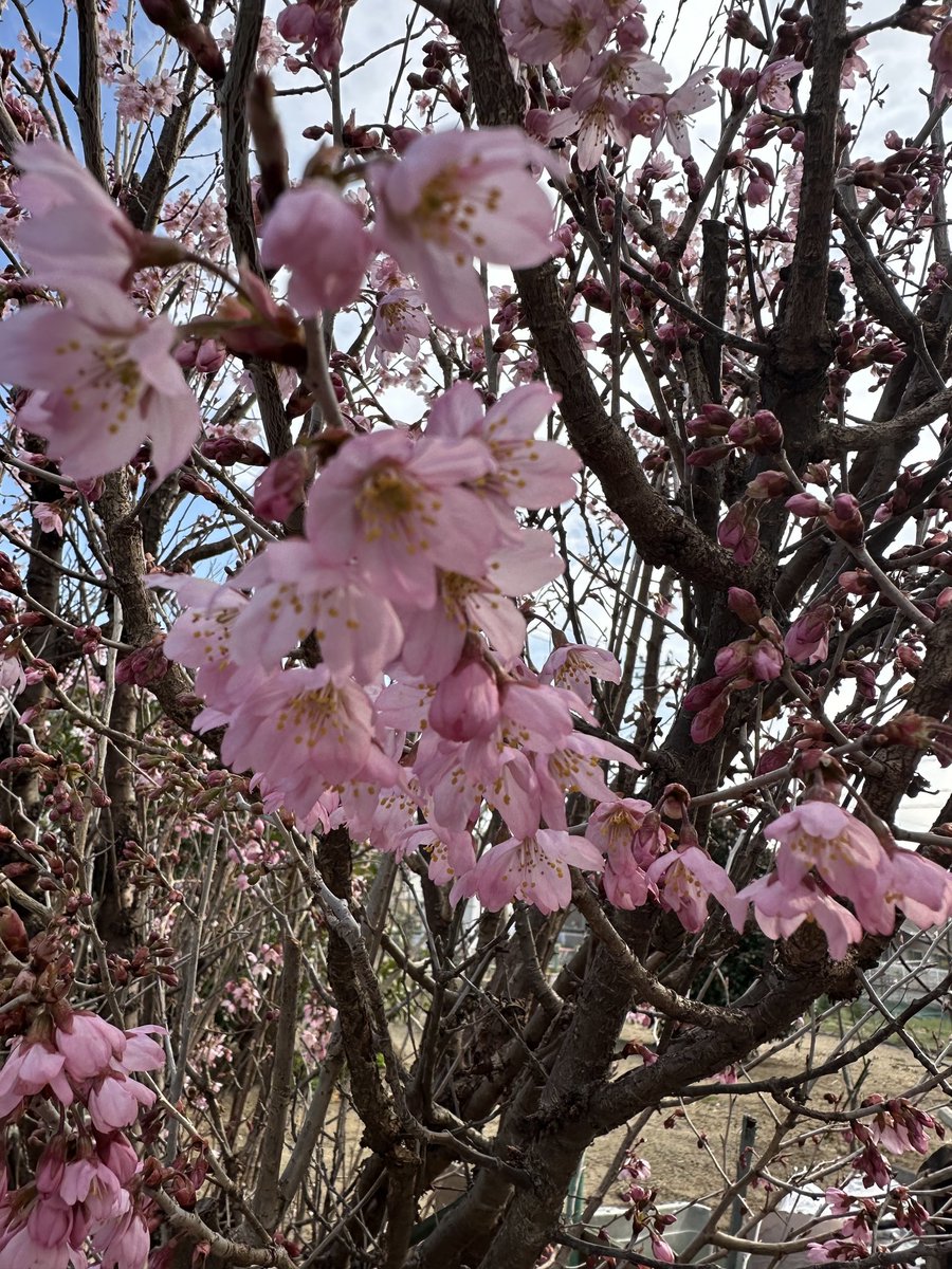 梨汁RR tweet media