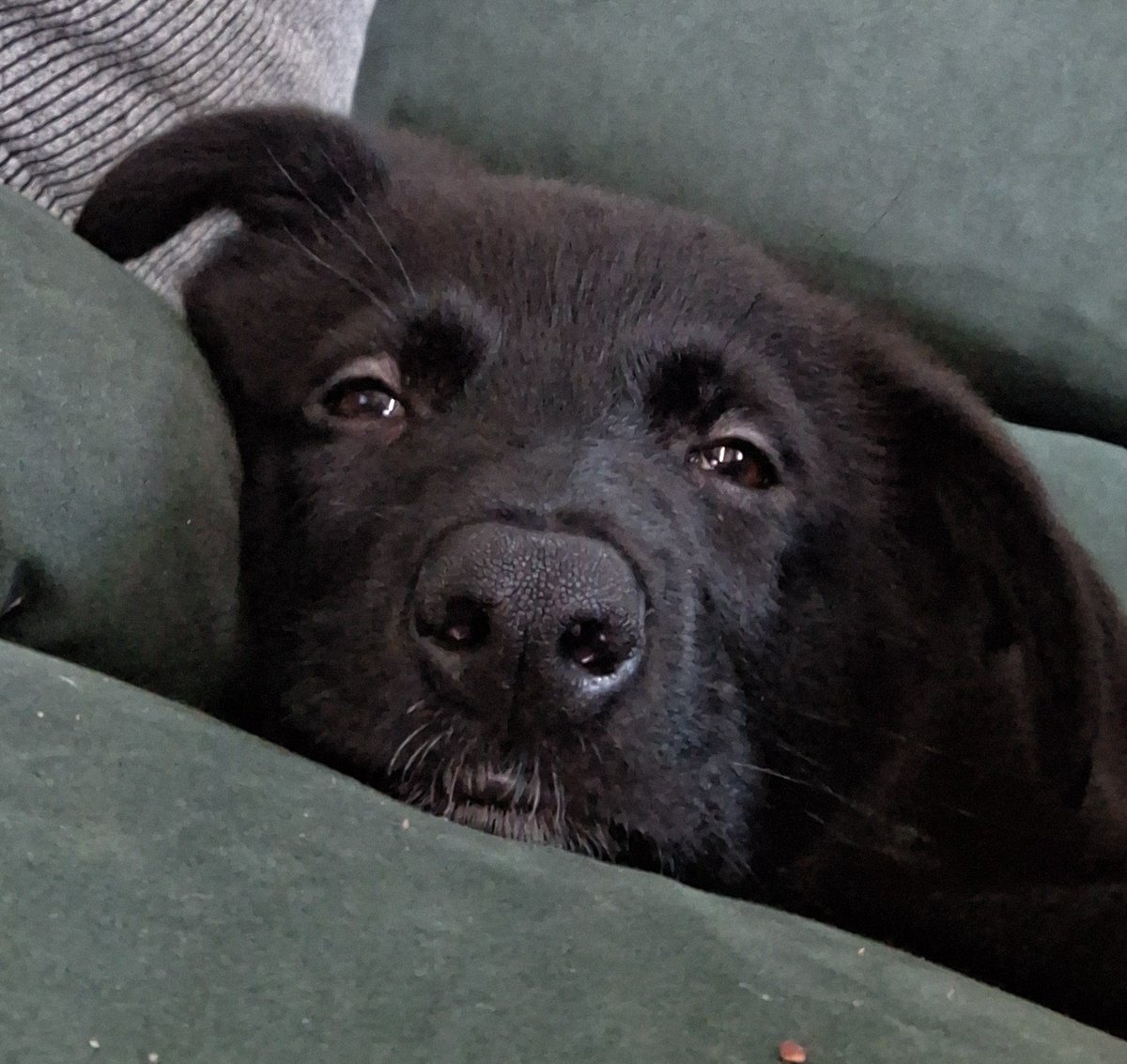 🐦Boudicca 🏴󠁧󠁢󠁥󠁮󠁧󠁿 tweet media