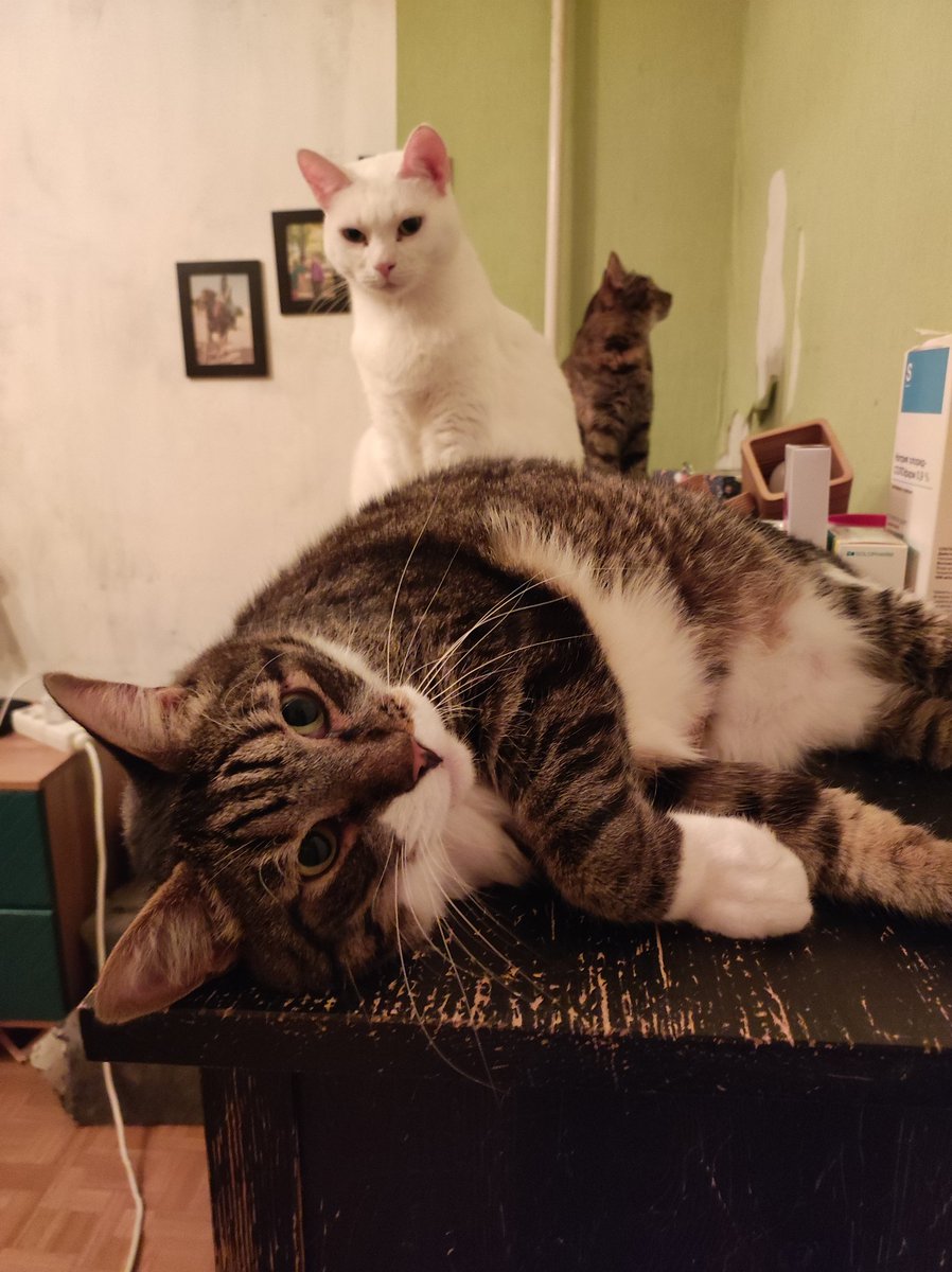 странствующий маг-барахольщик tweet media