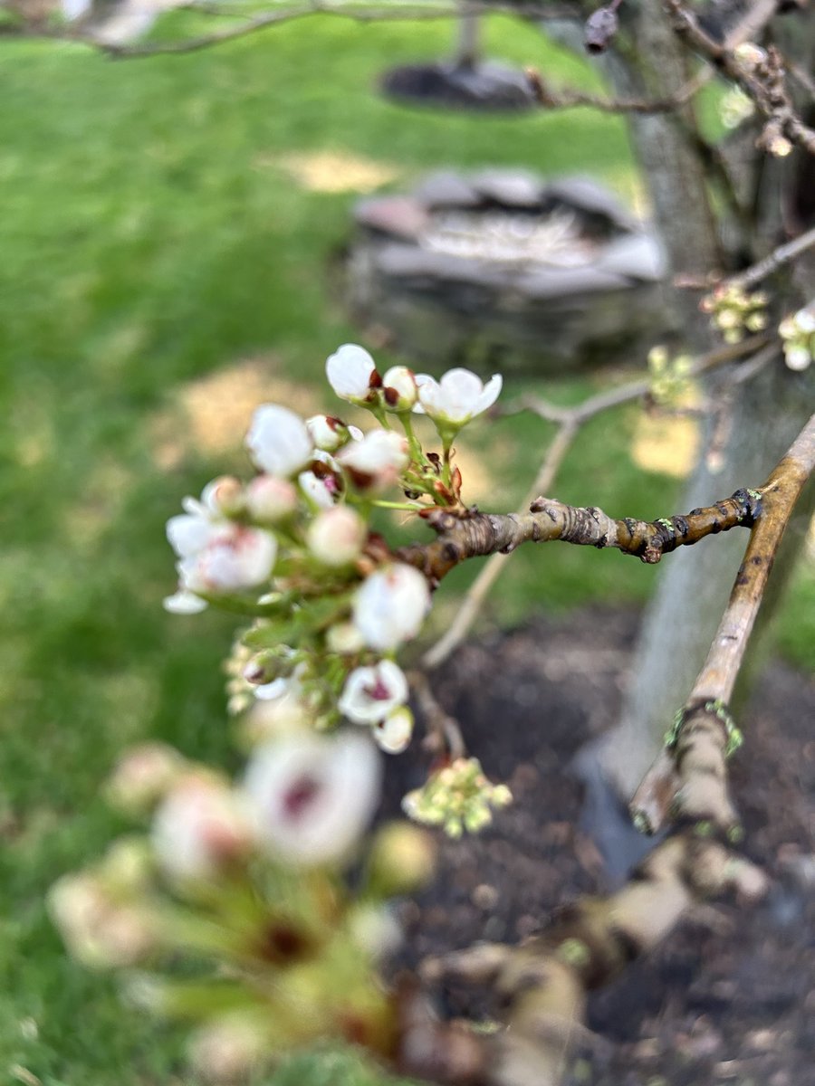 Norwin Track & Field tweet media