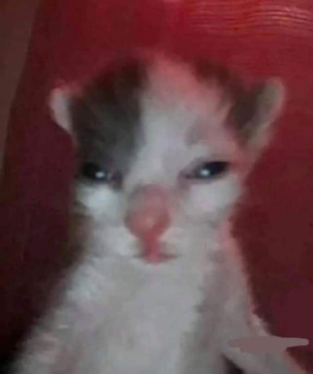 𝗧𝟰𝘆𝗹𝗹𝗲𝗿𝗩𝗧 || tweet media