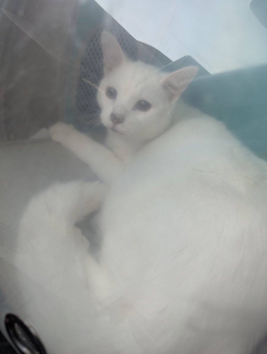 Mercyurii the Slimecubus 💜🧃 | Wet Dream Demon tweet media