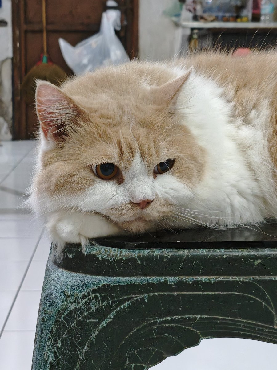 Mocca & M Family 🐱 tweet media