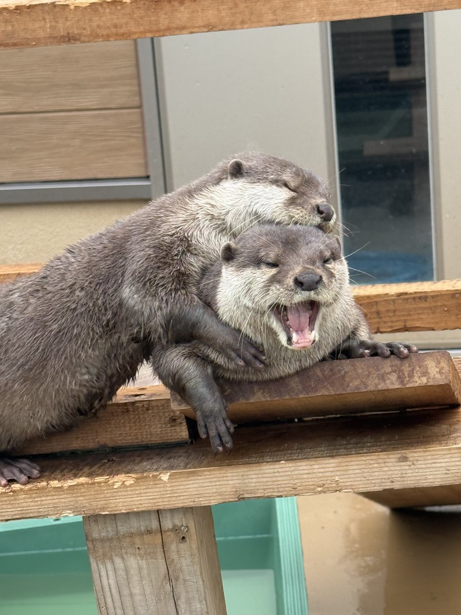 ☺︎チョココロネ☺︎ tweet media