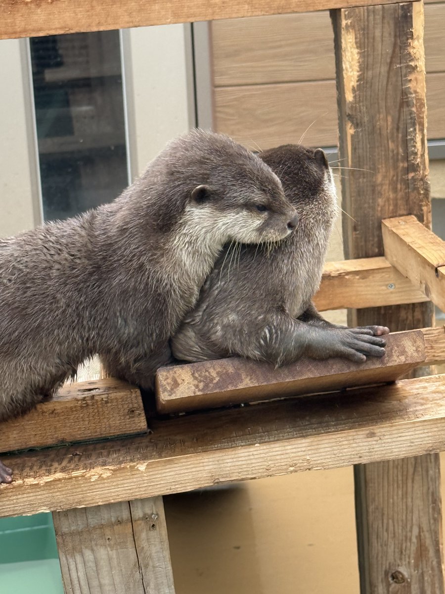 ☺︎チョココロネ☺︎ tweet media