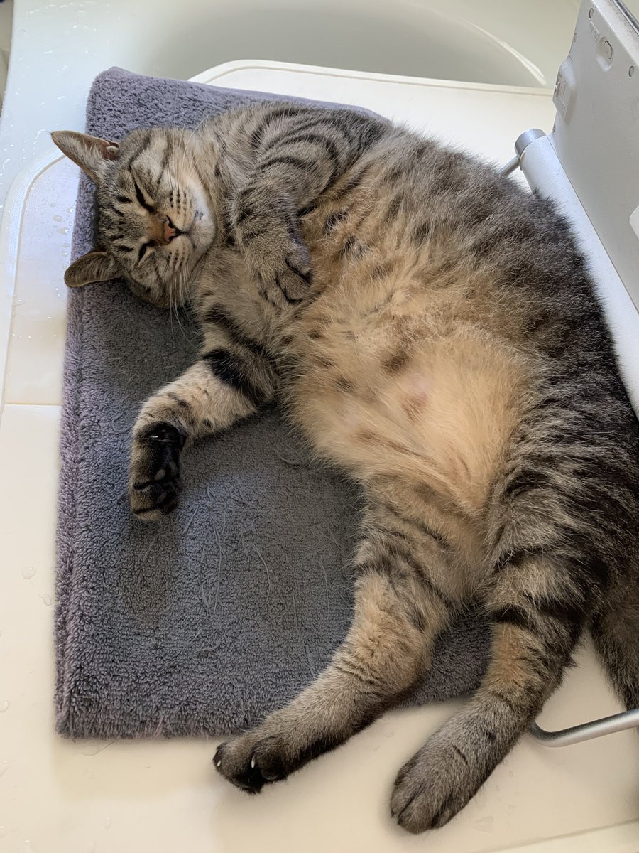 わかめ🍺 tweet media